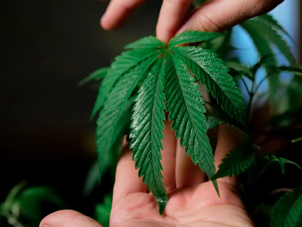 Detailed close-up of a hand carefully holding a fresh green cannabis leaf, showcasing growth and freshness.
